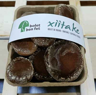 Xiïtake o bolet de roure eco