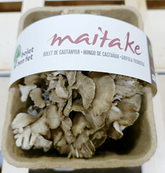 Maitake o gírgola de castanyer eco