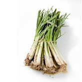 Calçot eco (manat 10 ut.)